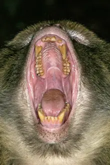 Intimidation: Barbary macaque / ape or rock ape - male performing