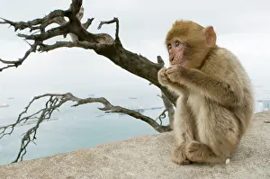 Gibraltar: Barbary Macaque / Ape - young