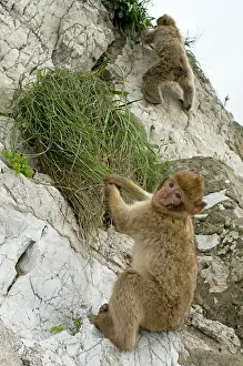 Gibraltar: Barbary Macaque / Ape - young in habitat