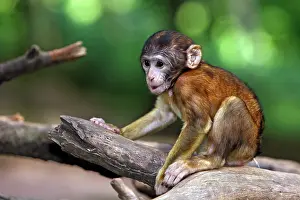 Sylvanus: Barbary Macaque - baby