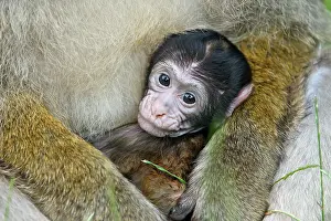 Sylvanus: Barbary Macaque - baby & adult