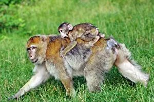 Sylvanus: Barbary Macaque - baby & adult