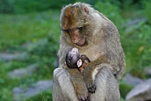 Sylvanus: Barbary Macaque - baby & adult