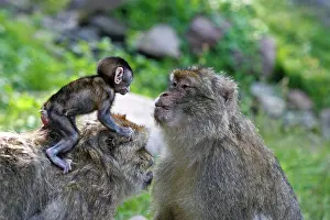 Sylvanus: Barbary Macaque - baby & adult