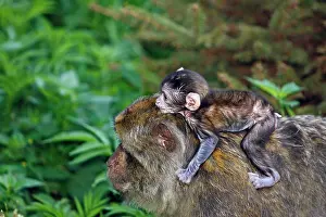 Sylvanus: Barbary Macaque - baby & adult