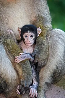 Sylvanus: Barbary Macaque - baby & adult