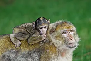 Sylvanus: Barbary Macaque - baby & adult