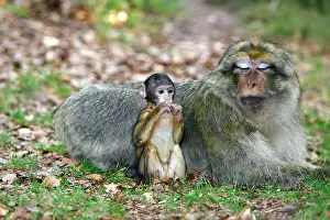 Sylvanus: Barbary Macaque - baby & adult