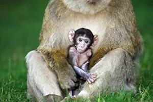 Sylvanus: Barbary Macaque - baby & adult