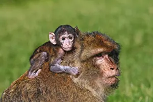 Sylvanus: Barbary Macaque - baby & adult