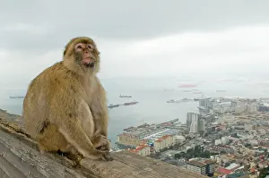 Gibraltar: Barbary Macaque / Barbary Ape - in habitat