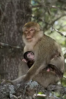 Atlas: Barbary Macaque or Barbary Ape (Macaca sylvanus)