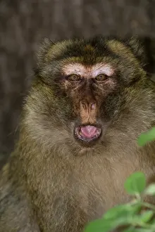 Atlas: Barbary Macaque or Barbary Ape (Macaca sylvanus)