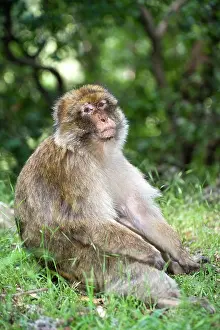 Atlas: Barbary Macaque or Barbary Ape (Macaca sylvanus)