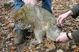 Vaccinations: Barbary Macaque / Barbary Ape / Rock Ape - being
