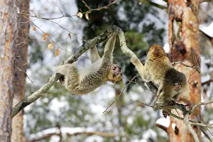 Flighting: Barbary Macaque / Barbary Ape / Rock Ape - two