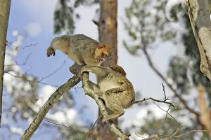 Flighting: Barbary Macaque / Barbary Ape / Rock Ape - two