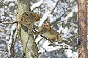 Flighting: Barbary Macaque / Barbary Ape / Rock Ape - two