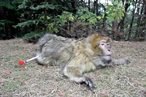 Vaccinations: Barbary Macaque / Barbary Ape / Rock Ape - with