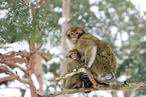 Nervous: Barbary Macaque / Barbary Ape / Rock Ape - adult