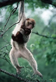 Agility: Barbary Macaque / Barbary Ape / Rock Ape - adult