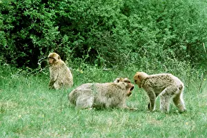 Barbary: Barbary Macaque / Barbary Ape / Rock Ape - aggressive