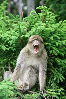 Nervous: Barbary Macaque / Barbary Ape / Rock Ape - calling