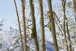 Troop: Barbary Macaque / Barbary Ape / Rock Ape - group