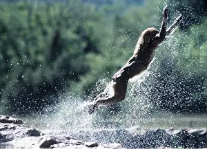 Agility: Barbary Macaque / Barbary Ape / Rock Ape - leaping