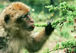 Cedars: Barbary Macaque / Barbary Ape / Rock Ape - Licking