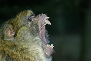 Nervous: Barbary Macaque / Barbary Ape / Rock Ape - Male