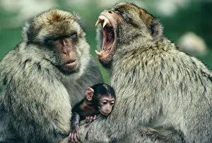 Avoid: Barbary Macaque / Barbary Ape / Rock Ape - Males