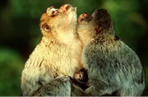 Fathers: Barbary Macaque / Barbary Ape / Rock Ape - males