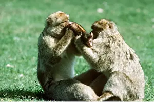 Father: Barbary Macaque / Barbary Ape / Rock Ape - Two males