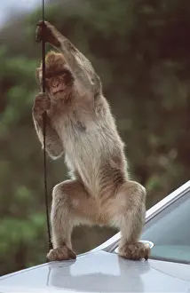 Vehicles: Barbary Macaque / Barbary Ape / Rock Ape - playing