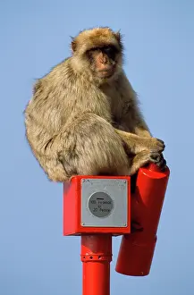 Telescope: Barbary Macaque / Barbary Ape / Rock Ape - sitting