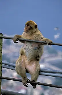Railings: Barbary Macaque / Barbary Ape / Rock Ape - Sitting