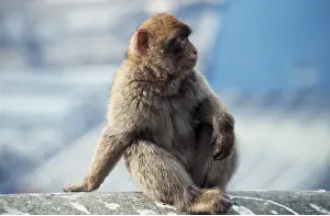 Macaques: Barbary Macaque / Barbary Ape / Rock Ape - sitting