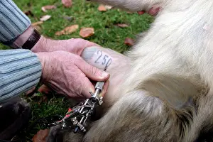 Identification: Barbary Macaque / Barbary Ape / Rock Ape - vet