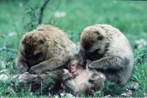 Bonding: Barbary Macaque / Barbary Ape / Rock Ape - x two
