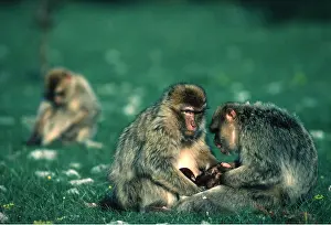 Father: Barbary Macaque / Barbary Ape / Rock Ape - x two