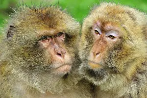 Barbary: Barbary Macaque / Common Macaque