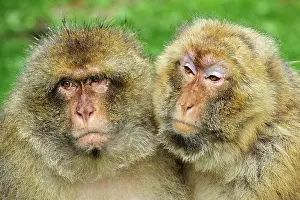 Barbary: Barbary Macaque / Common Macaque