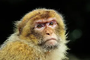 Barbary: Barbary Macaque / Common Macaque