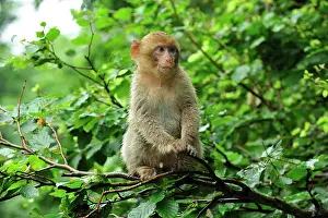 Barbary: Barbary Macaque / Common Macaque