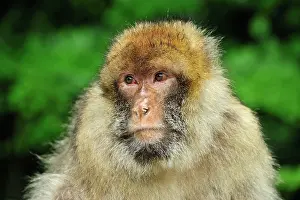 Barbary: Barbary Macaque / Common Macaque