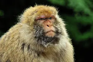 Barbary: Barbary Macaque / Common Macaque