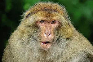 Barbary: Barbary Macaque / Common Macaque
