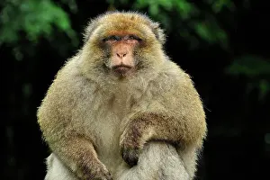 Barbary: Barbary Macaque / Common Macaque
