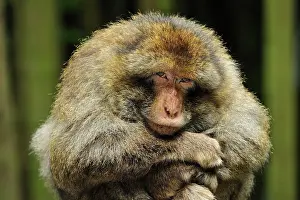 Arms: Barbary Macaque / Common Macaque - with arms folded